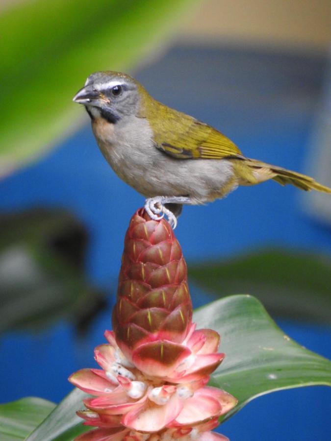 Arua Observacao De Vida Silvestre برايا دو فورتي المظهر الخارجي الصورة
