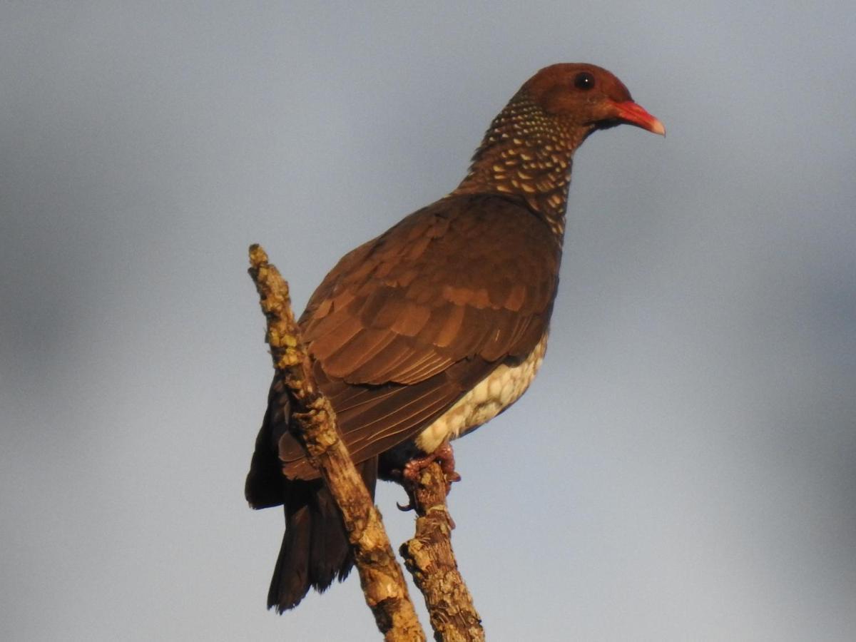 Arua Observacao De Vida Silvestre برايا دو فورتي المظهر الخارجي الصورة