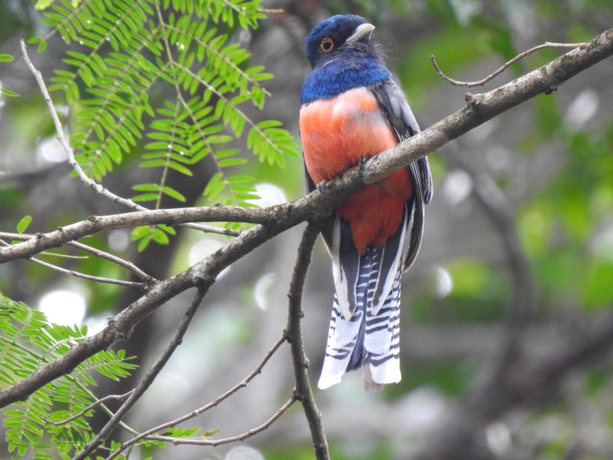 Arua Observacao De Vida Silvestre برايا دو فورتي المظهر الخارجي الصورة