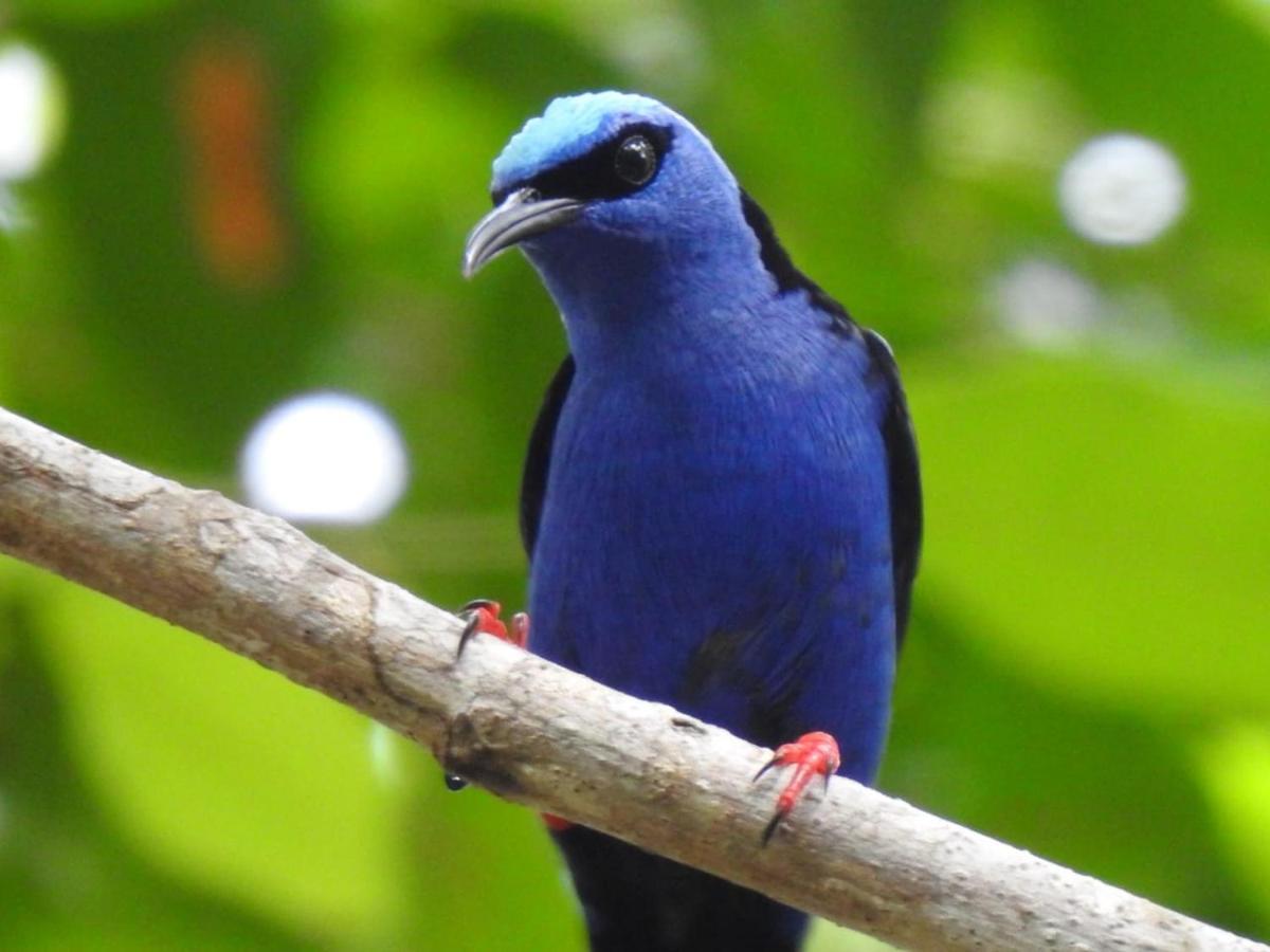 Arua Observacao De Vida Silvestre برايا دو فورتي المظهر الخارجي الصورة